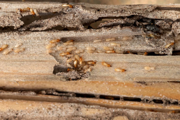  Pilot Point, TX Pest Control Pros